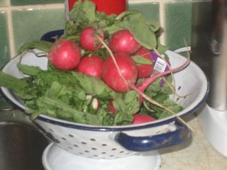 radishes