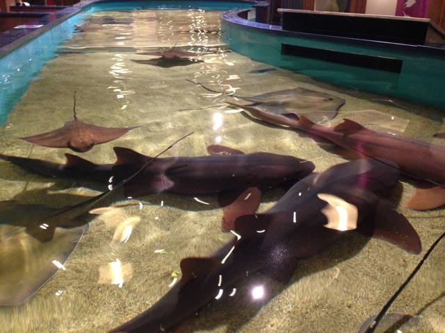 maritime sharks 1